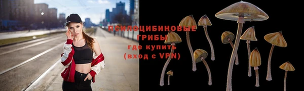 прущие грибы Михайлов