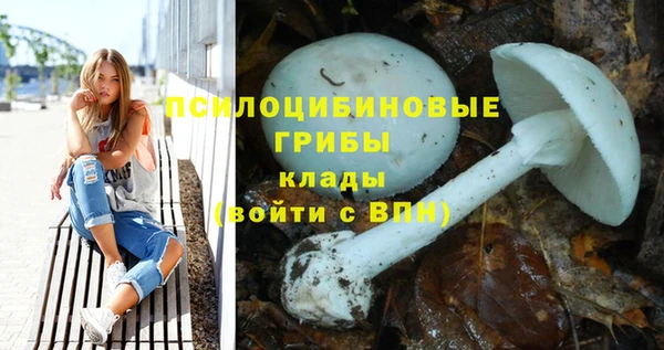 прущие грибы Михайлов